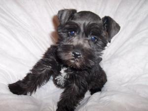 Miniatureschnauzerpuppy